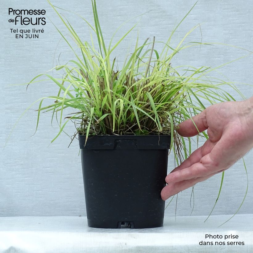Pennisetum alopecuroides Herbstzauber - Chinese Fountain Grass 2L/3L pot sample as delivered in summer