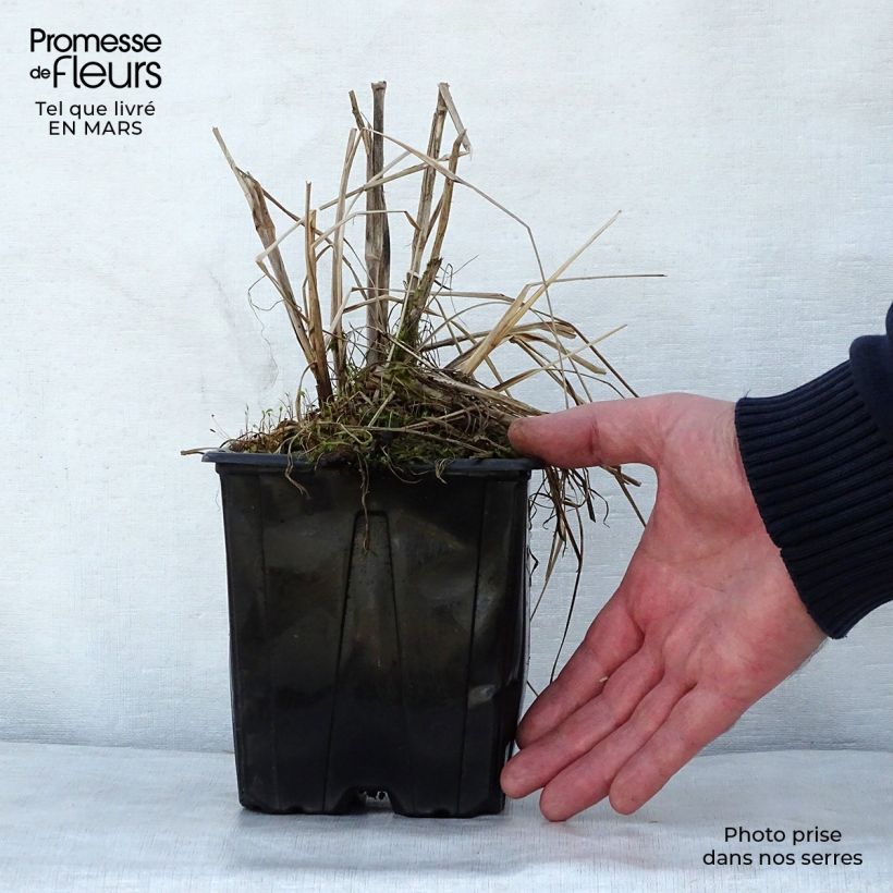 Pennisetum alopecuroides Herbstzauber - Chinese Fountain Grass sample as delivered in spring