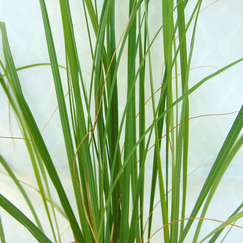 Pennisetum alopecuroïdes Japonicum - Chinese Fountain Grass (Foliage)