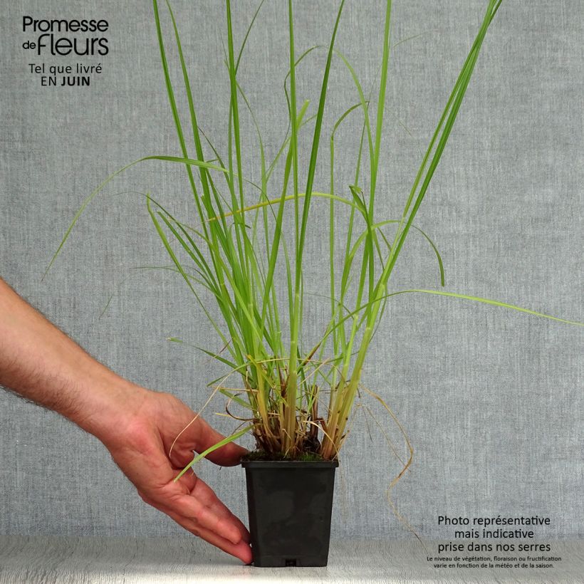 Example of Pennisetum alopecuroïdes Japonicum - Chinese Fountain Grass as you get in ete