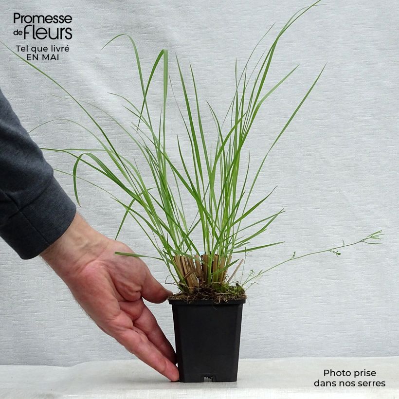 Pennisetum alopecuroïdes Japonicum - Chinese Fountain Grass sample as delivered in spring