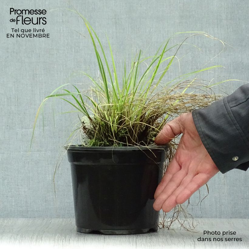 Pennisetum alopecuroides Little Bunny - Herbe aux écouvillons pot de 2L sample as delivered in autumn