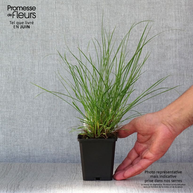 Pennisetum alopecuroïdes Little Bunny - Chinese Fountain Grass 8/9 cm pot sample as delivered in summer