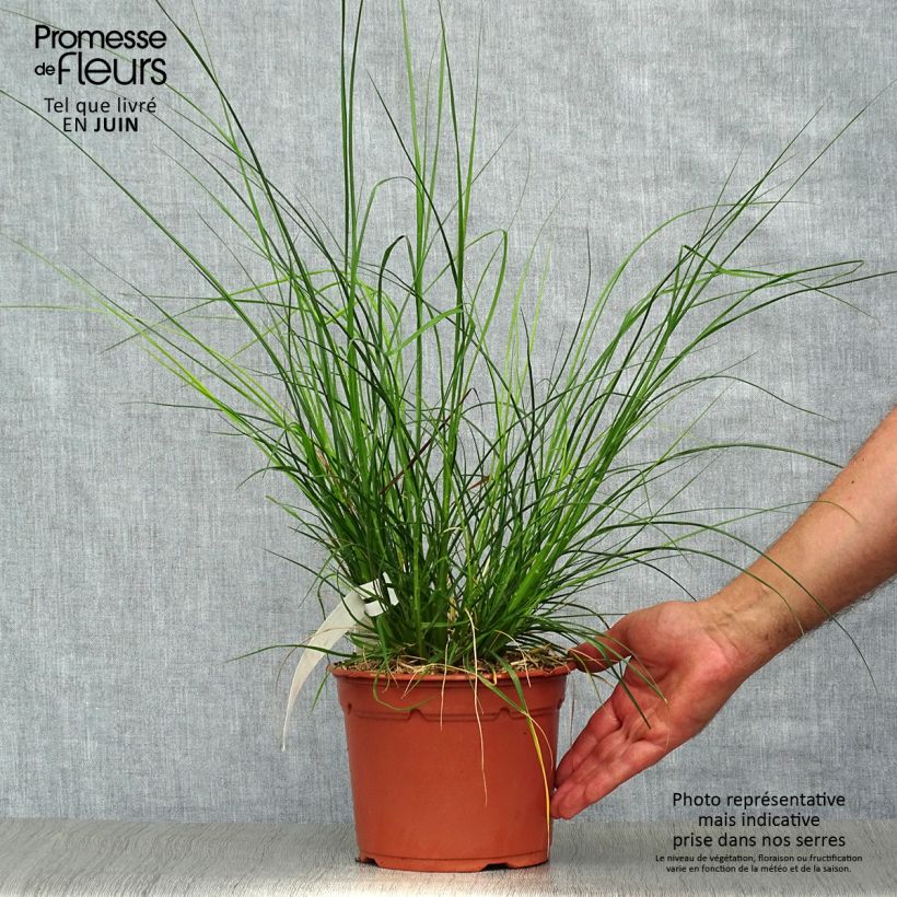 Pennisetum alopecuroïdes Little Bunny - Chinese Fountain Grass 2L/3L pot sample as delivered in summer