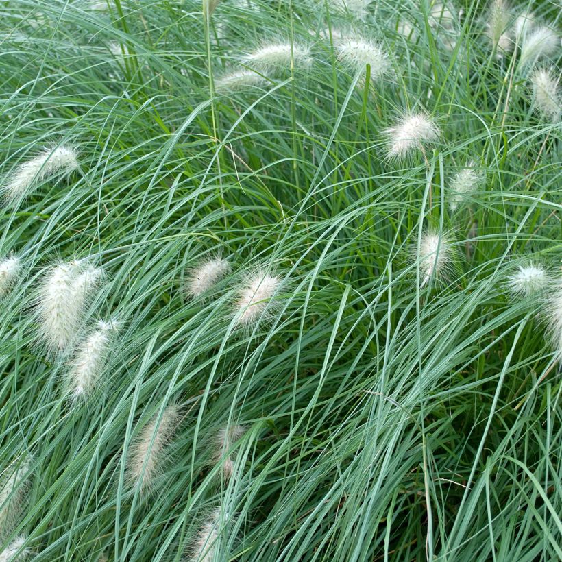 Pennisetum alopecuroïdes Piglet - Chinese Fountain Grass (Foliage)