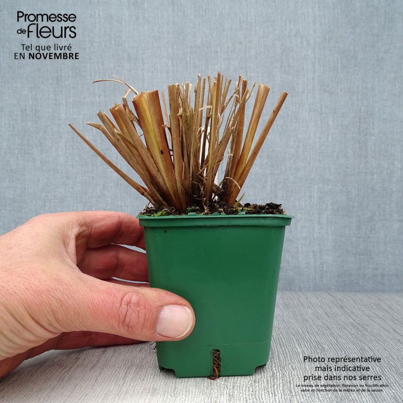 Pennisetum alopecuroides f. viridescens - Chinese Fountain Grass 8/9 cm pot sample as delivered in autumn
