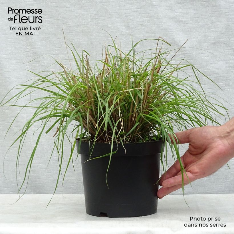 Pennisetum massaicum Red Bunny Tail - African feather Grass sample as delivered in spring