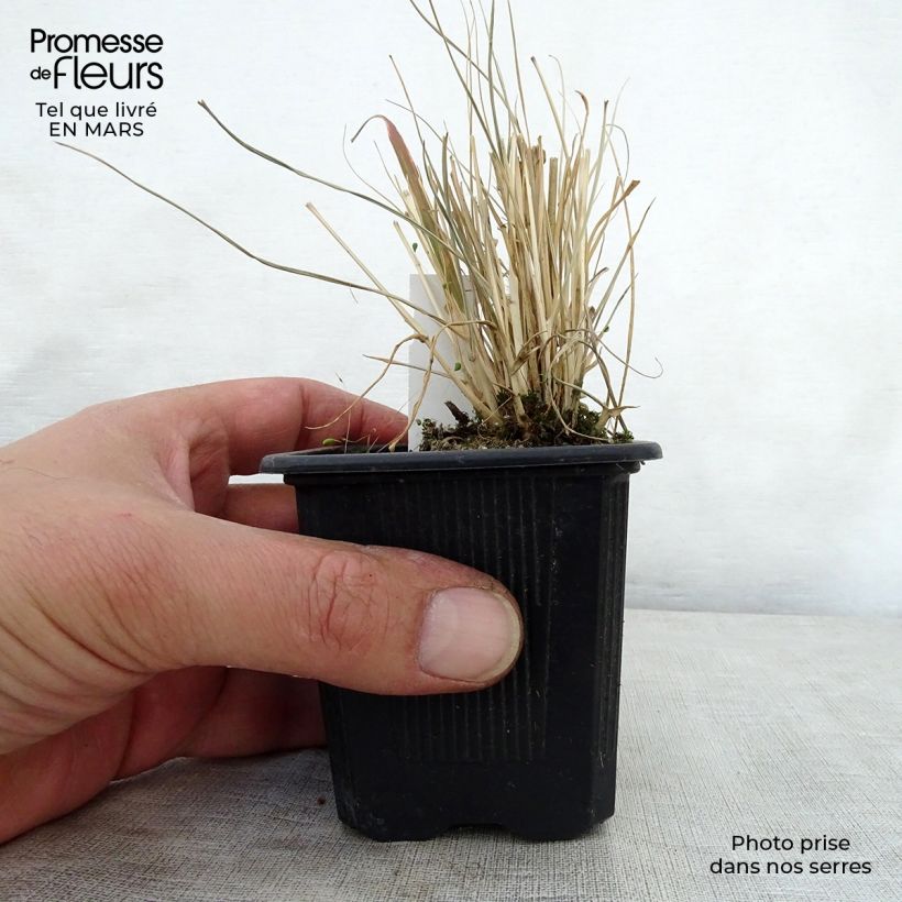 Pennisetum massaicum Red Button - African feather Grass sample as delivered in spring