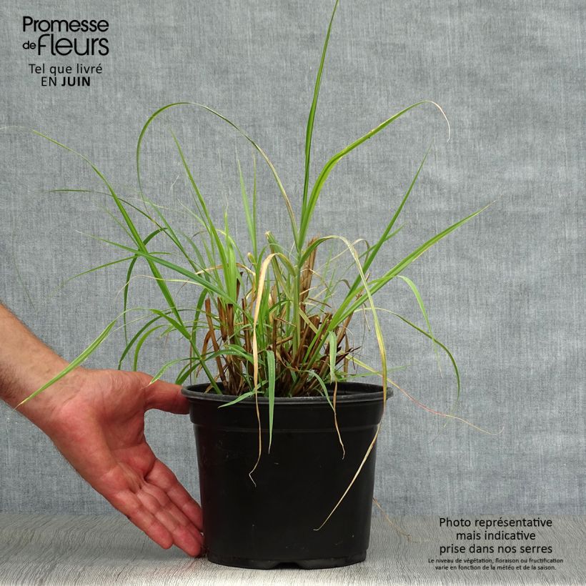Pennisetum orientale - Oriental Fountain Grass 2L/3L pot sample as delivered in summer