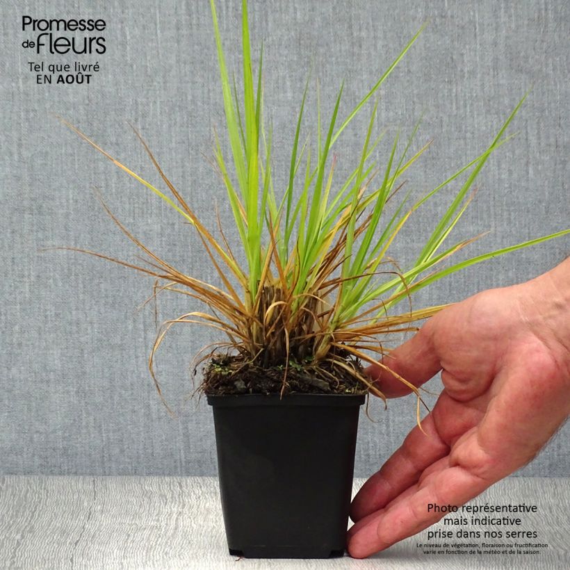 Pennisetum orientale Fairy Tails - Oriental Fountain Grass 8/9 cm pot sample as delivered in summer