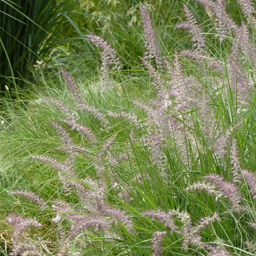 Pennisetum orientale Karley Rose - Oriental Fountain Grass (Flowering)