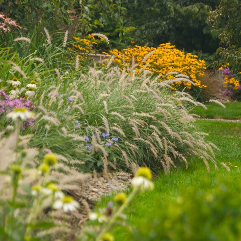 Pennisetum orientale Shogun - Oriental Fountain Grass (Plant habit)