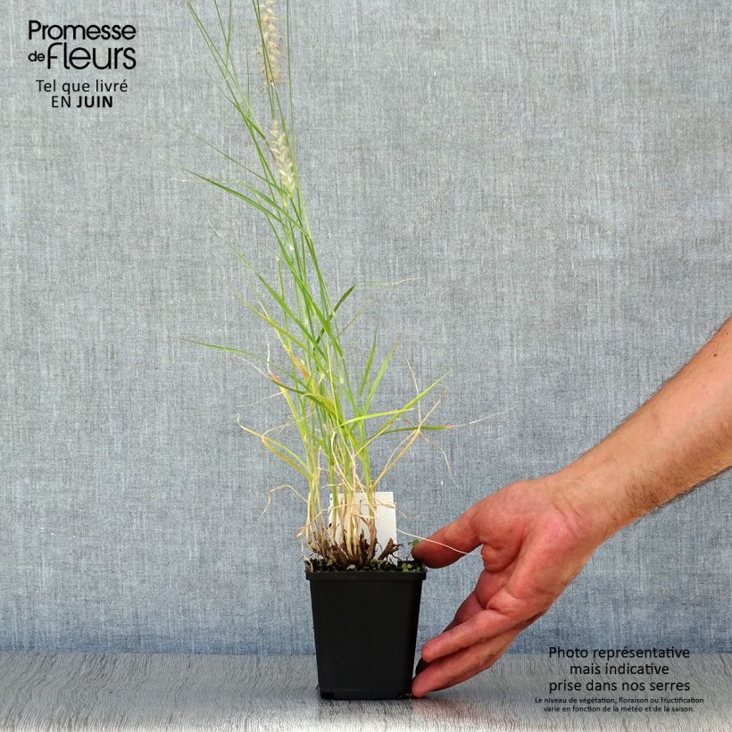 Pennisetum orientale Tall Tails - Oriental Fountain Grass 8/9 cm pot sample as delivered in summer