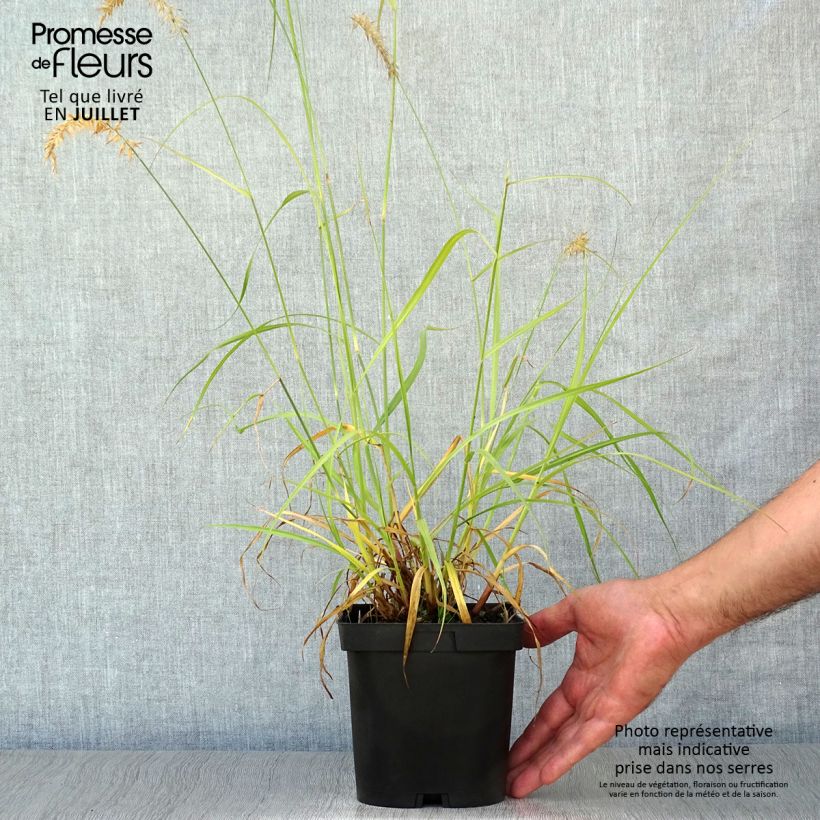 Pennisetum orientale Tall Tails - Oriental Fountain Grass 2L/3L pot sample as delivered in summer
