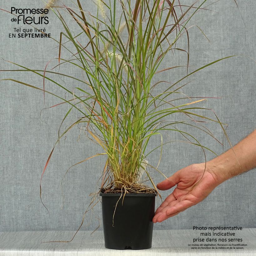 Pennisetum setaceum Fireworks - Herbe aux écouvillons pot de 2L/3L sample as delivered in autumn