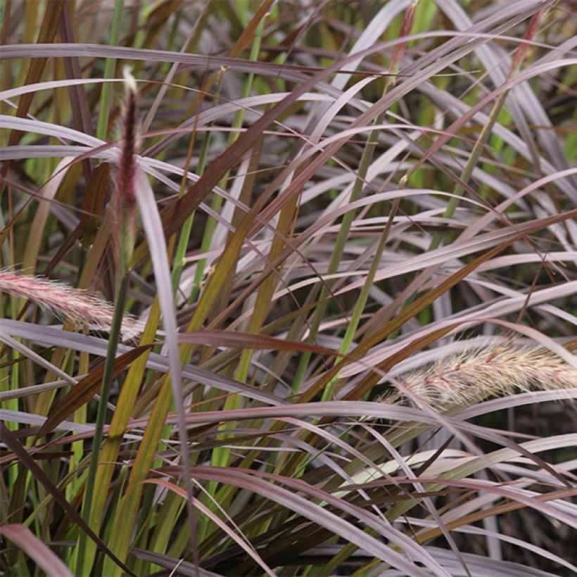 Pennisetum advena Rubrum - Purple Fountain Grass (Foliage)