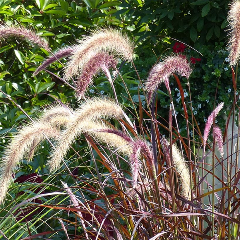 Pennisetum advena Rubrum - Purple Fountain Grass (Flowering)