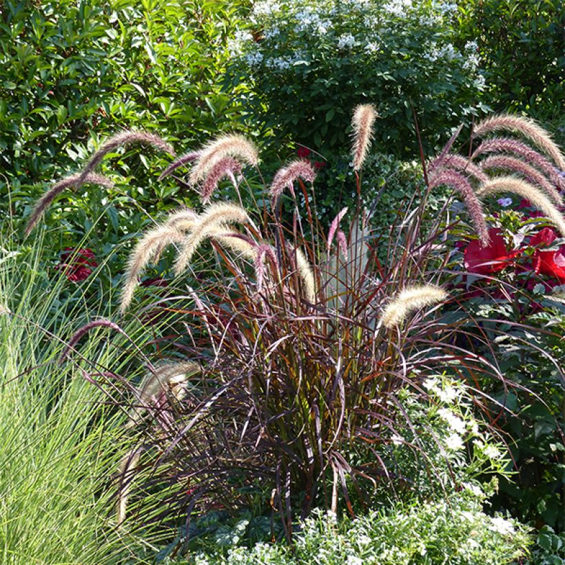 Pennisetum advena Rubrum - Purple Fountain Grass (Plant habit)