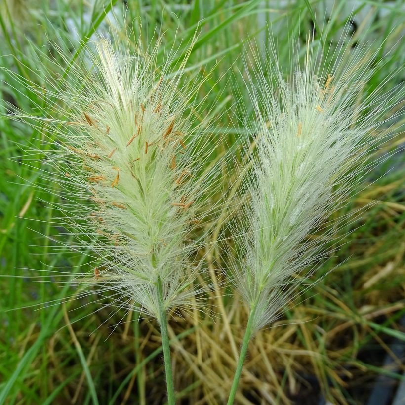 Pennisetum villosum (Flowering)