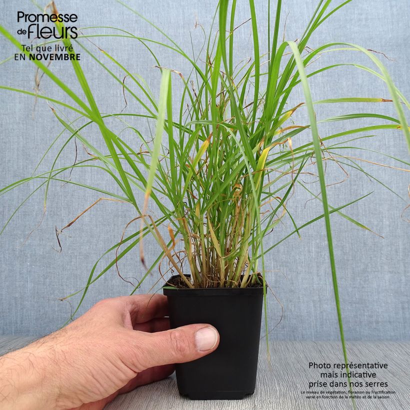 Pennisetum villosum godet de 9cm sample as delivered in autumn