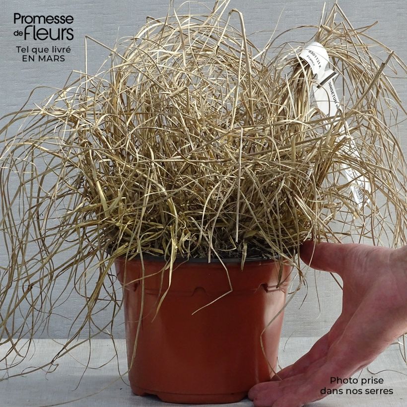 Pennisetum villosum - Herbe aux écouvillons Pot de 2L/3L sample as delivered in spring