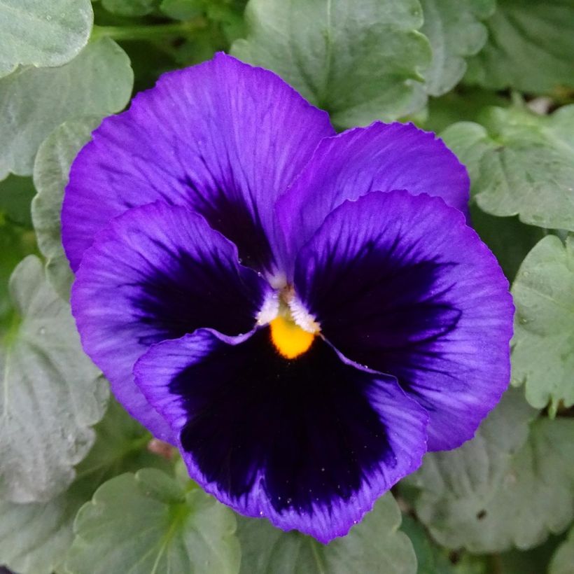 Viola wittrockiana F1 Carrera Blue Blotch plug plant- Swiss Garden Pansy (Flowering)
