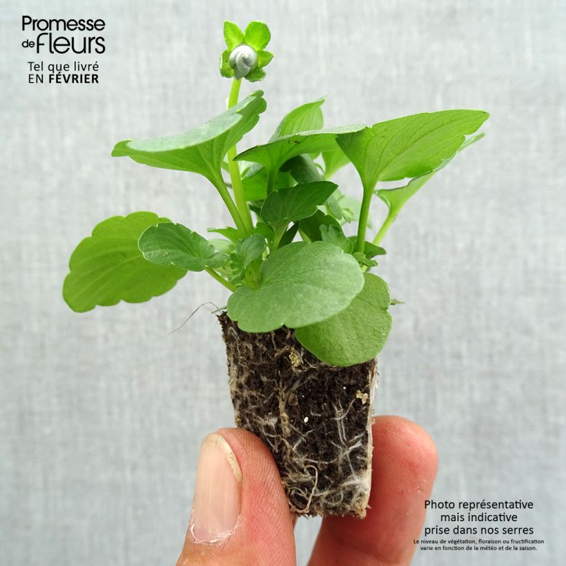 Viola x wittrockiana Inspire Silver Blue - Pansy Plug plants 3.8 x 3.2cm - Tray of 16 sample as delivered in autumn
