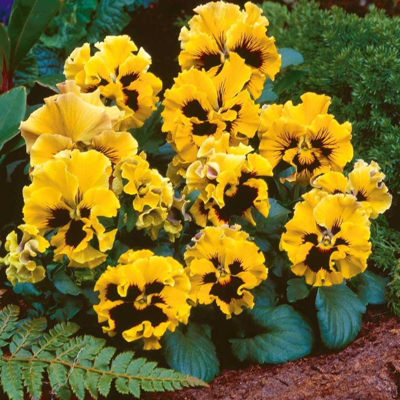 Viola x wittrockiana Frizzle F1 Yellow - Pansy (Flowering)