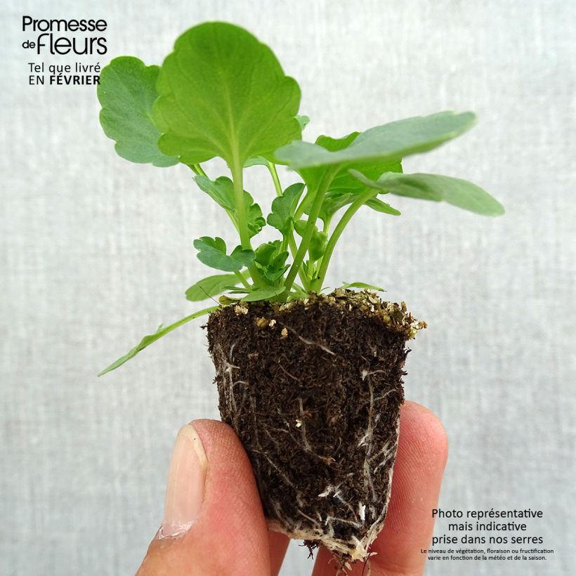 Viola wittrockiana F1 Supreme Mix - Swiss Garden Pansy Plug plants 3.8 x 3.2cm - Tray of 16 sample as delivered in autumn