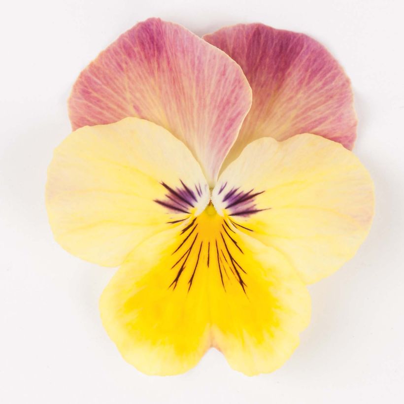 Viola wittrockiana Cool Wave Pink Yellow Bicolour- Swiss Garden Pansy (Flowering)