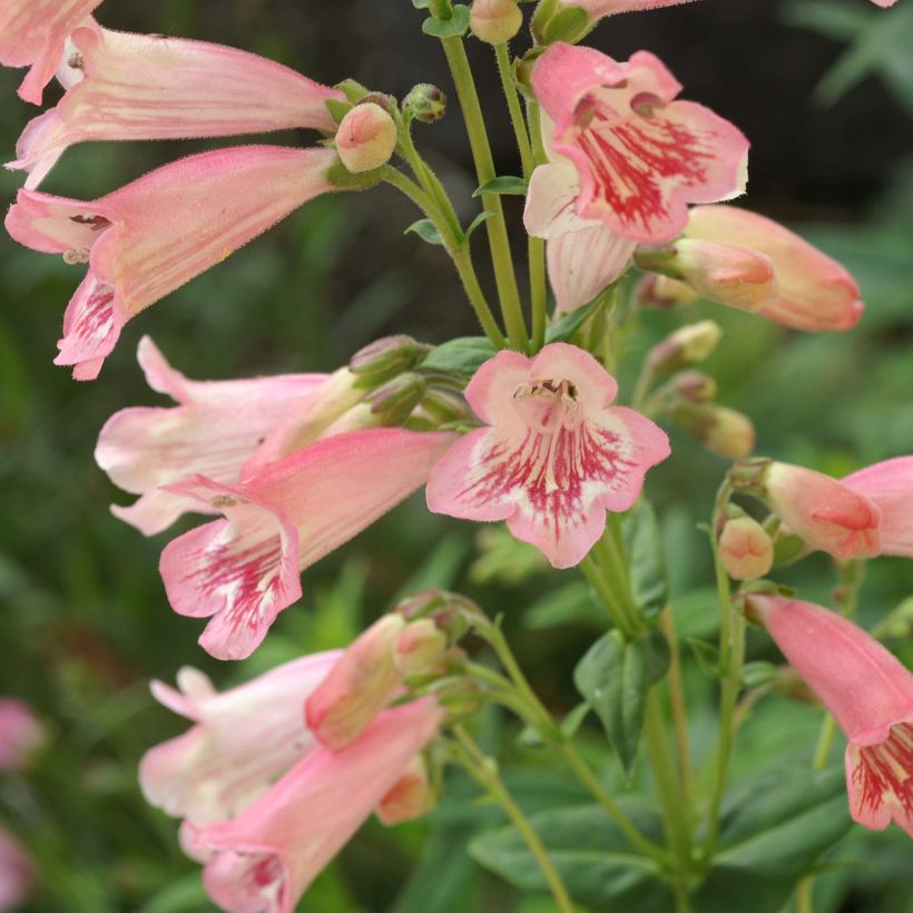 Penstemon hybrida Hewell Pink Bedder - Beardtongue (Flowering)