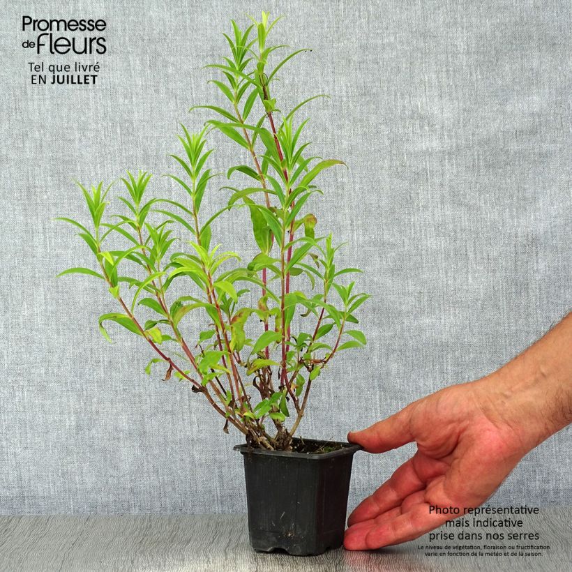 Penstemon hybrida Hewell Pink Bedder - Beardtongue 8/9 cm pot sample as delivered in summer