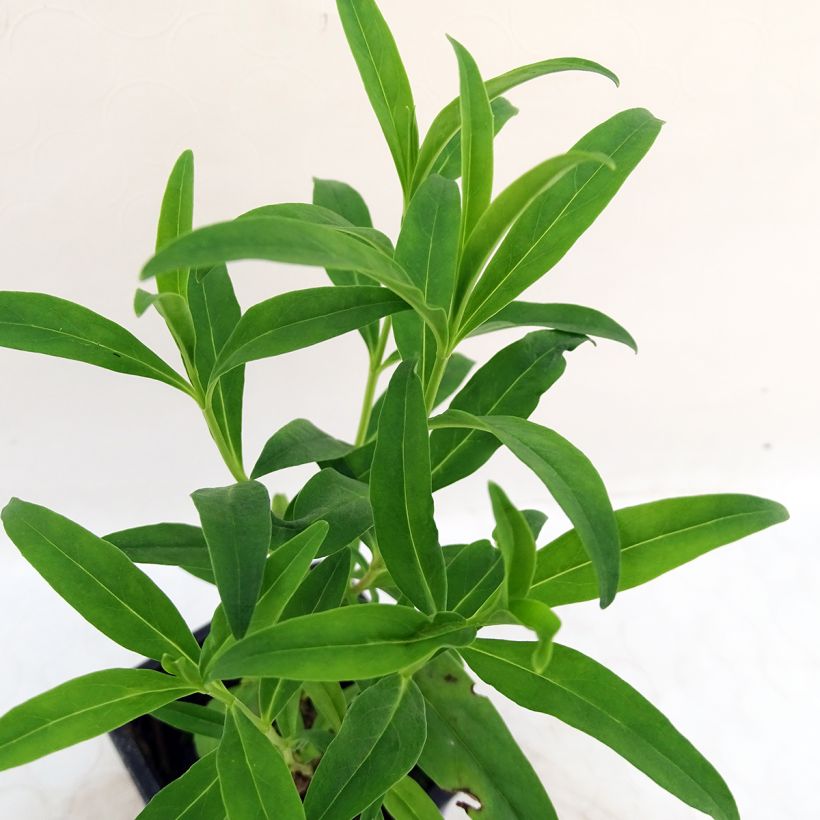 Penstemon hybrida Le Phare - Beardtongue (Foliage)