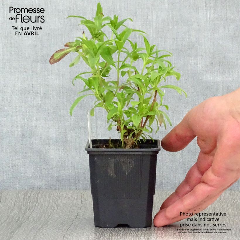 Penstemon hybrida Le Phare - Beardtongue sample as delivered in spring