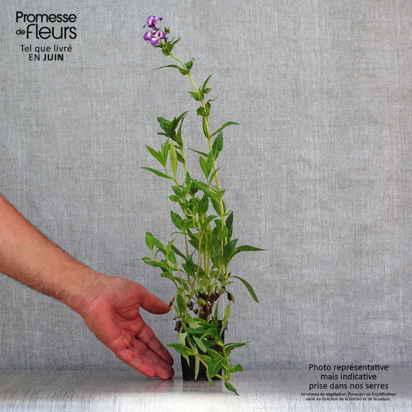 Penstemon hybrida Pensham Czar - Beardtongue 8/9 cm pot sample as delivered in summer