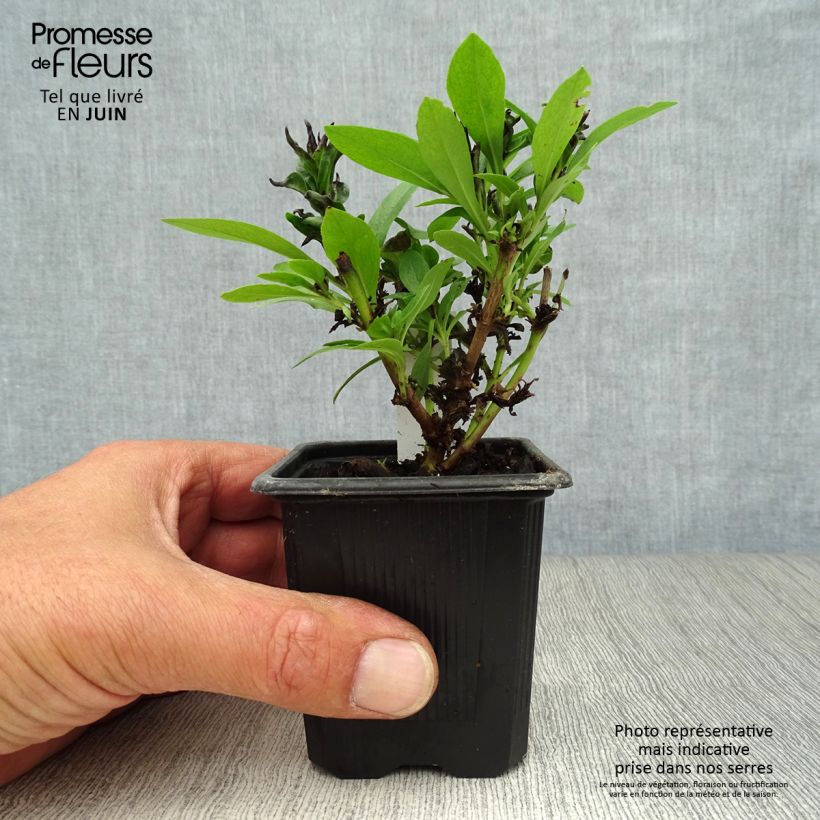 Penstemon hybrida Pensham Laura - Beardtongue 8/9 cm pot sample as delivered in summer