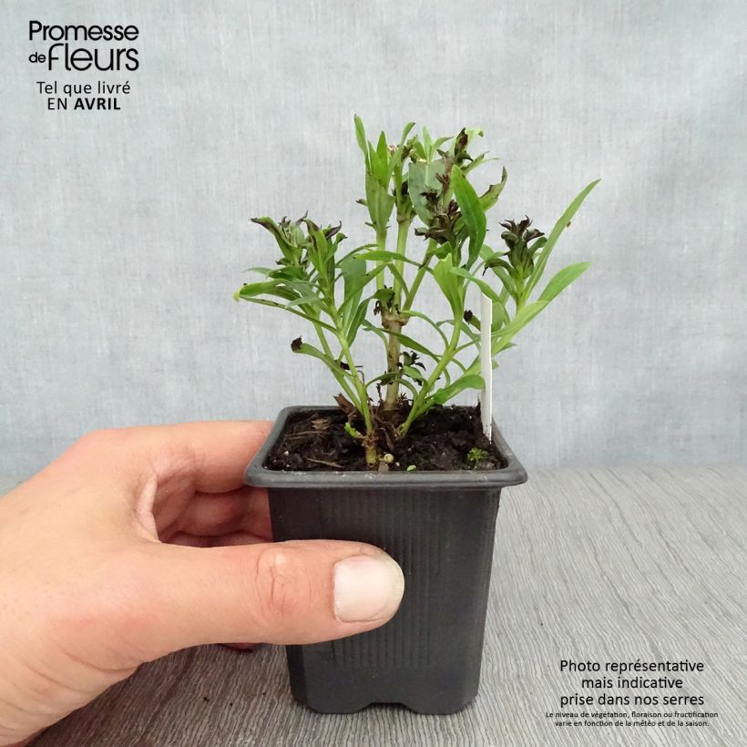 Penstemon hybrida Pensham Laura - Beardtongue sample as delivered in spring