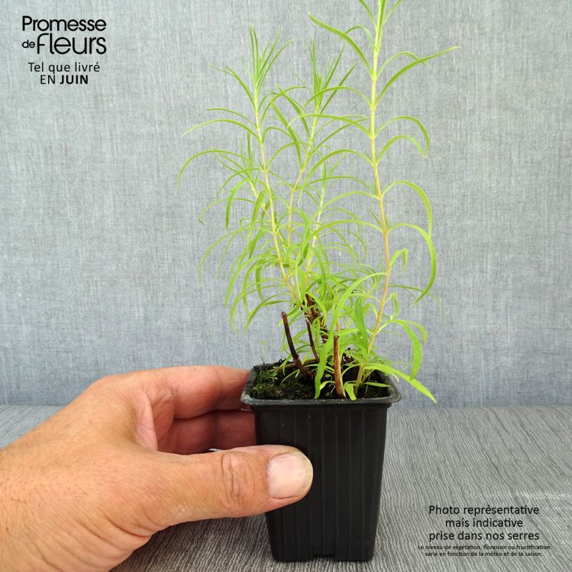 Penstemon hybrida Polaris Rose - Beardtongue 7/8 cm pot sample as delivered in summer