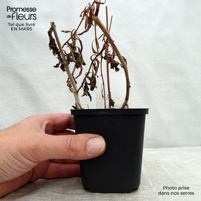 Penstemon hybrida Purple Passion - Beardtongue sample as delivered in spring