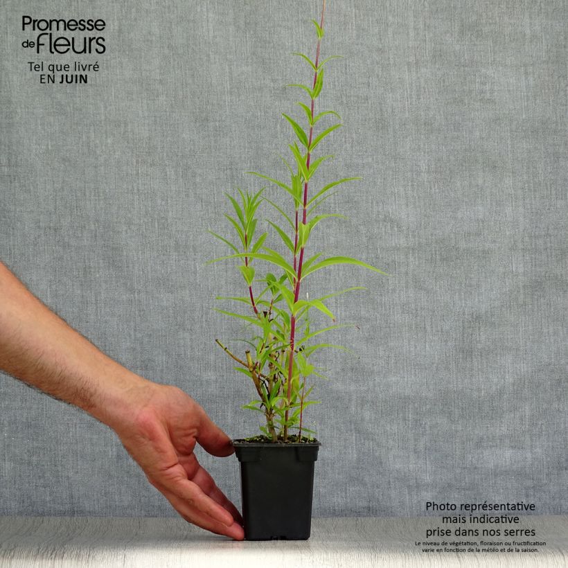 Penstemon hybrida Rich Rubyv 7/8 cm pot sample as delivered in summer