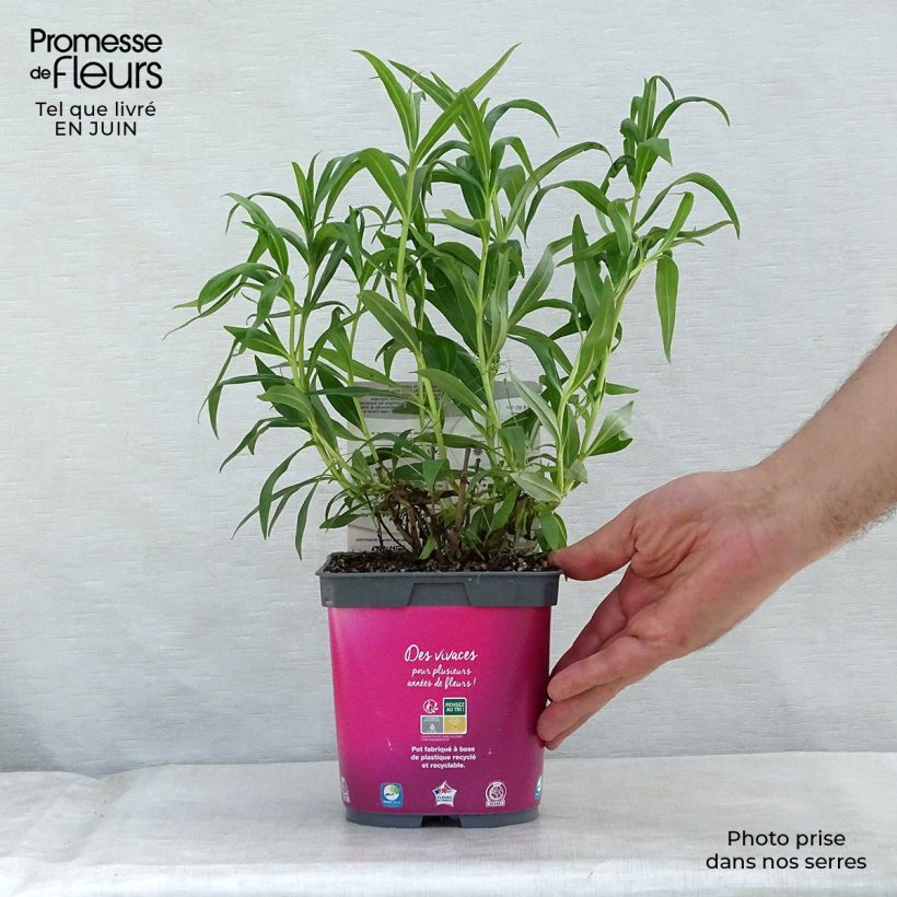 Penstemon heterophyllus Souvenir dAdrien Régnier - Beardtongue 2L/3L pot sample as delivered in summer
