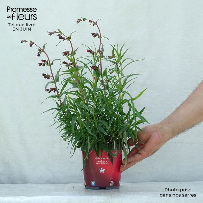 Penstemon barbatus Coccineus - Beardtongue 2L/3L pot sample as delivered in summer