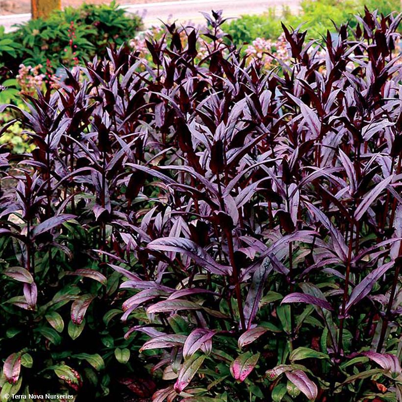 Penstemon digitalis Dakota Burgundy - Foxglove beardtongue (Foliage)