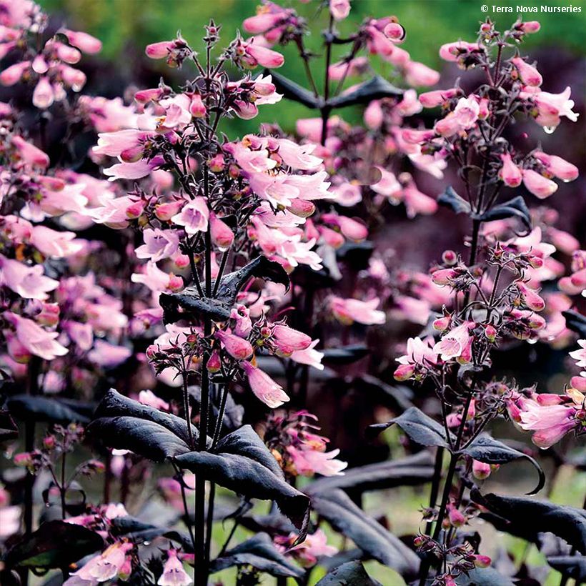 Penstemon digitalis Dakota Burgundy - Foxglove beardtongue (Flowering)