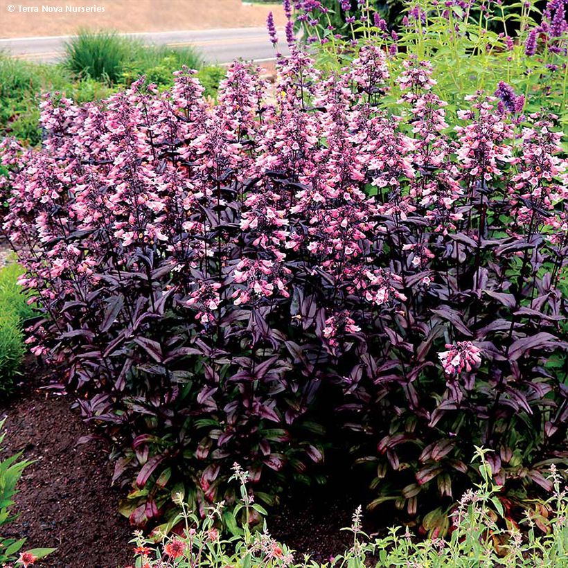 Penstemon digitalis Dakota Burgundy - Foxglove beardtongue (Plant habit)