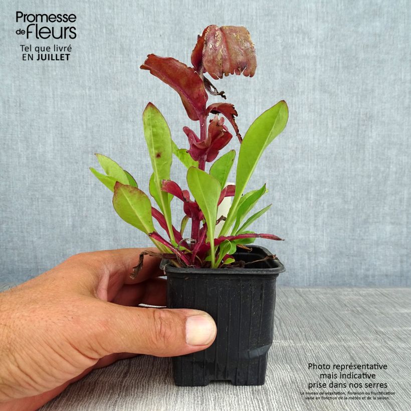 Penstemon digitalis Dakota Verde - Foxglove beardtongue 8/9 cm pot sample as delivered in summer