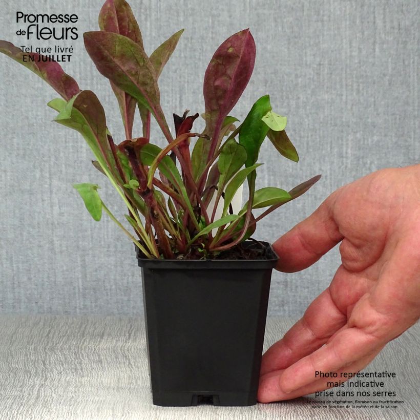 Penstemon digitalis Dark Towers - Foxglove beardtongue 8/9 cm pot sample as delivered in summer