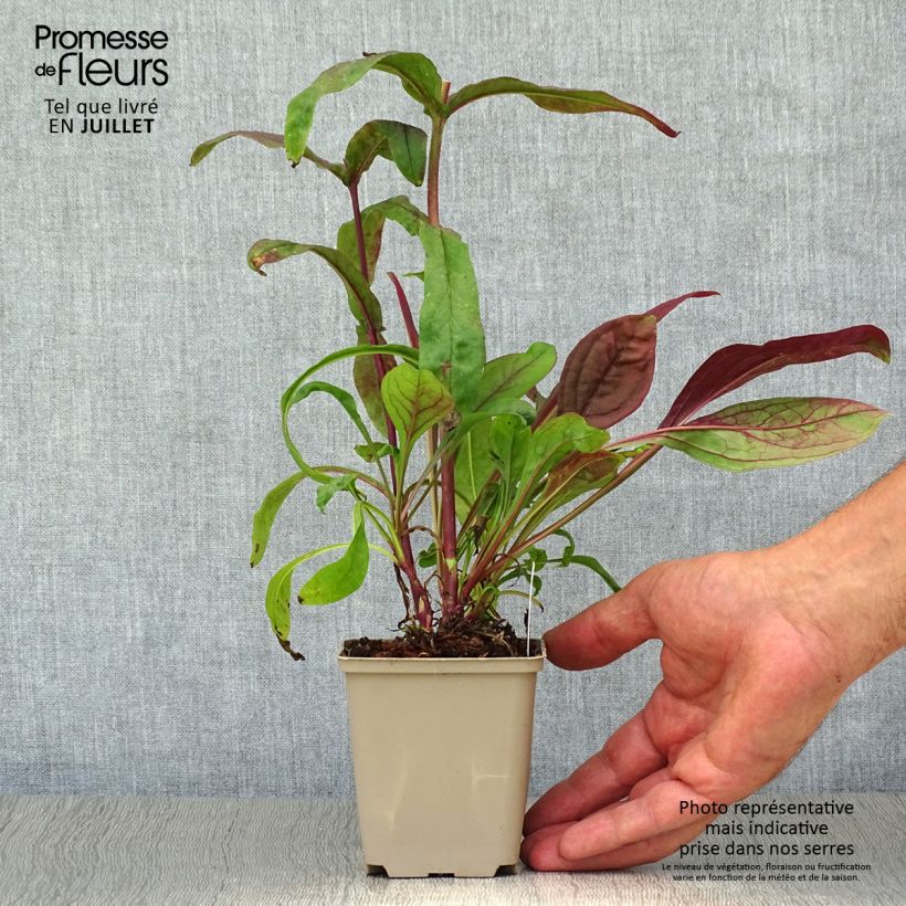 Penstemon digitalis Pocahontas - Foxglove beardtongue 8/9 cm pot sample as delivered in summer