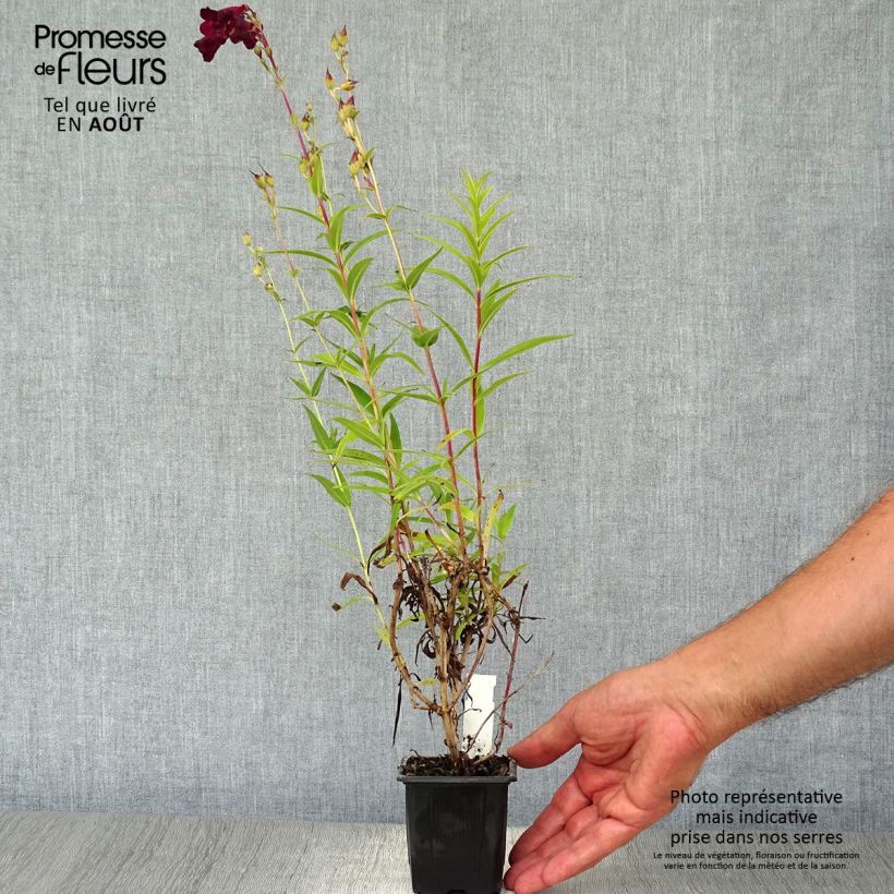 Penstemon Blackbird - Beardtongue 7/8 cm pot sample as delivered in summer