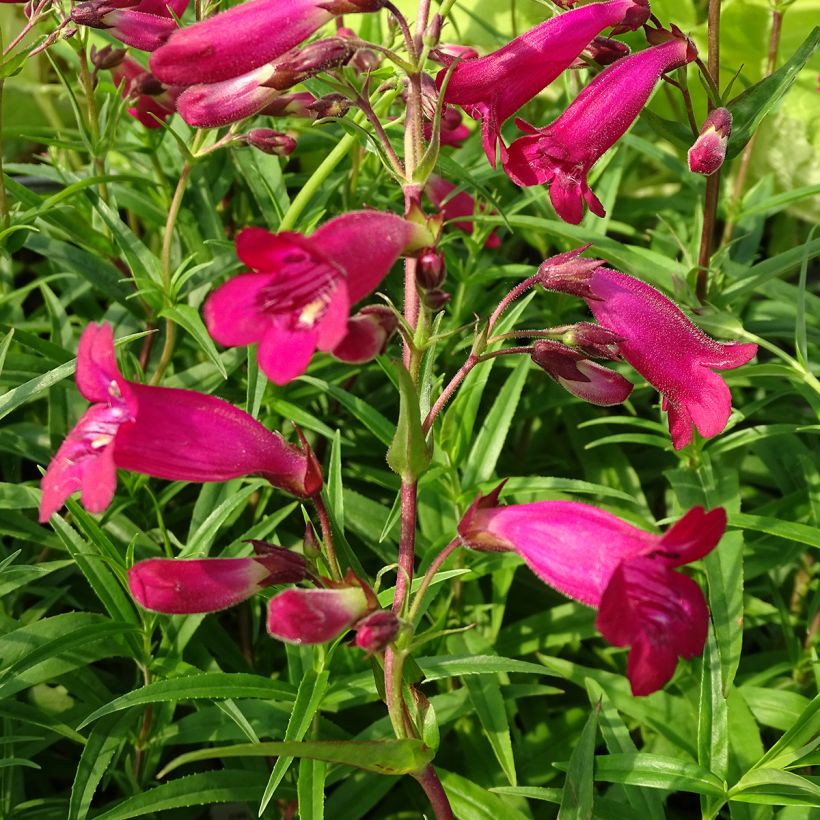 Penstemon campanulatus Garnet - Beardtongue (Flowering)